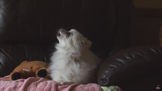 Animals bark, growl, and howl their way through the cutest Pixies cover ever